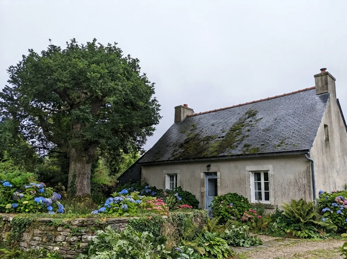 Le même chêne dégagé de la toiture, après élagage